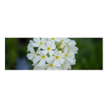 Primula Denticulata Business Card Template