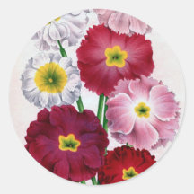 Primula flower vintage design sticker