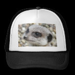 Prince charmimg hats