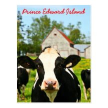 Prince Edward Island Dairy Cow Post Card