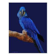 Prince of Parrots Post Card