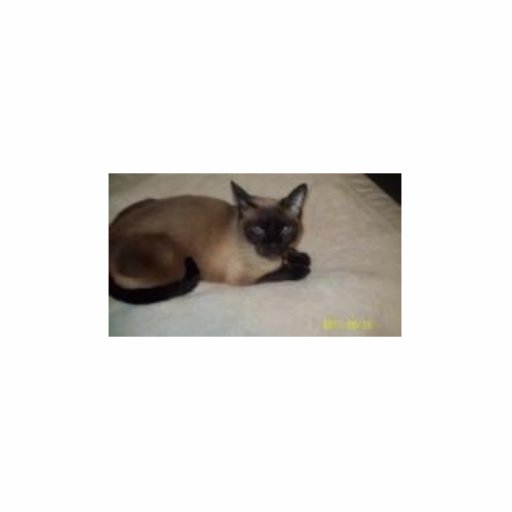 Princess Photo Cutout