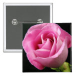Princess Pink Rose