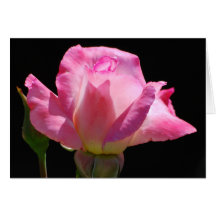 Princess Rose Card