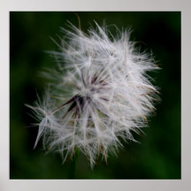 Princess Soft Dandelion Poster