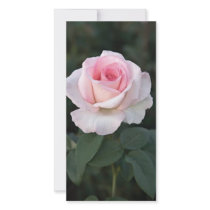 Prink Promise Rose Photo Card