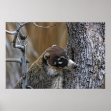 Print: Coatimundi #2