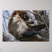 Print: Coatimundi #3
