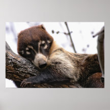Print: Coatimundi #4