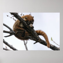 Print: Coatimundi #5
