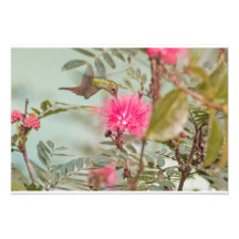 Print - Hummingbird in Costa Rica Photo Print