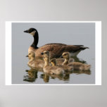 Print / Lesser Canada Goose Brood Poster