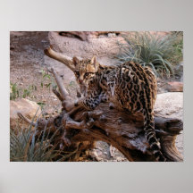 Print: Ocelot