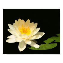 Print of Yellow Waterlily on Black Background posters