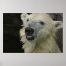 Print: Smiling Polar Bear