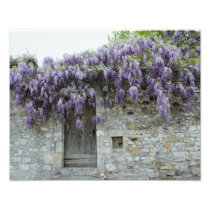 PRINT - Wisteria Viviers France Photograph