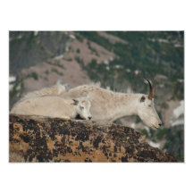 PRINTS - Mountain Goats on Scotchman Peak Art Photo