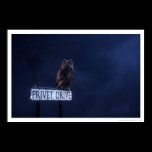 Privet Drive posters