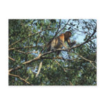 Proboscis Monkey Postcard