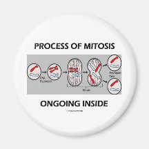 Process Of Mitosis Ongoing Inside Magnets