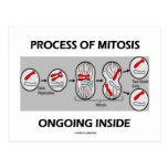 Process Of Mitosis Ongoing Inside Post Card