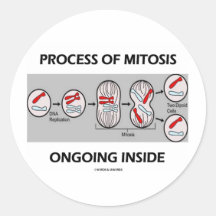 Process Of Mitosis Ongoing Inside Round Stickers