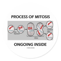 Process Of Mitosis Ongoing Inside