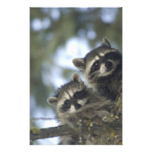Procyon Lotor de ratons laveurs) de lac fish, cent Tirage Photo