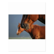 Profil de chevaux carte postale
