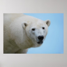 Profil d'ours blancs posters