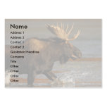 profile or business card, moose