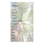 profile or business card, old growth tree