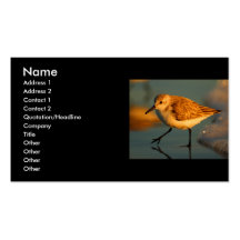 profile or business card, sand piper