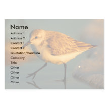 profile or business card, sand piper