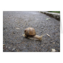 promenade d'escargot et calendrier 2011 cartes de vœux