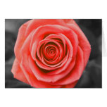 Promise Rose Card
