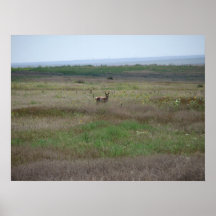 Pronghorn_8_9_2007 Poster