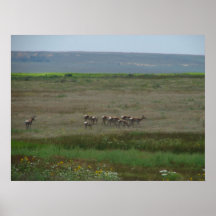 pronghorn and harem poster