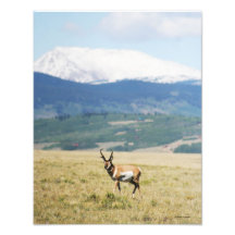 Pronghorn Antelope Out West Photo Print