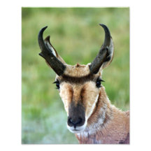 Pronghorn Antelope Portrait 11x14 Photo