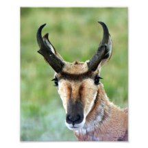 Pronghorn Antelope Portrait 8x10 Photograph