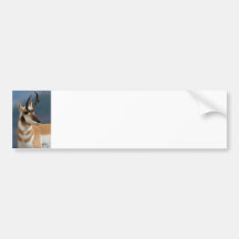 Pronghorn Portrait Bumper Stickers
