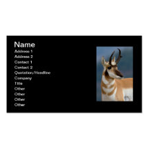 Pronghorn Portrait Business Card