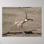 Pronghorn rubbing antlers print