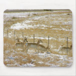 Pronghorns Probing Fence Use Pad