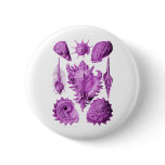 Prosobranchia buttons
