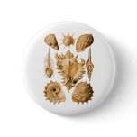 Prosobranchia buttons