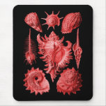 Prosobranchia Mousepad