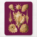 Prosobranchia Mousepad