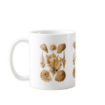 Prosobranchia mugs